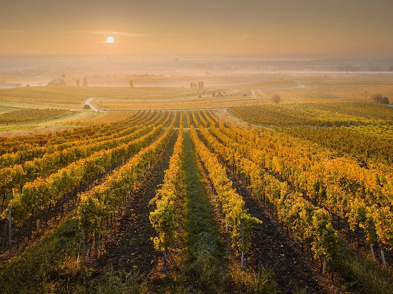 Vignobles par Rainer Mirau