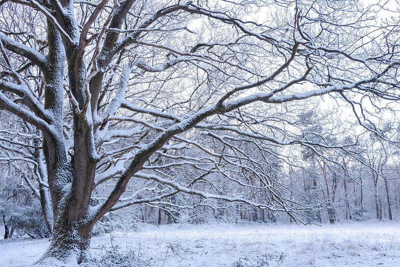 Der Winterbaum von Elias Koster
