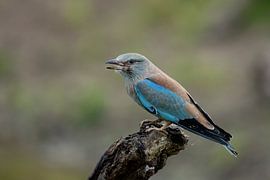 Schnitzeljagd von Jan van Vreede