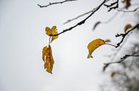 Laatste gekleurde herfstbladeren op kale takken tegen een grijze winterhemel, wabi sabi-concept voor van Maren Winter thumbnail