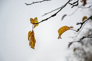 Letztes farbiges Herbstlaub auf kahlen Zweigen vor grauem Winterhimmel, Wabi-Sabi-Konzept für die Ve