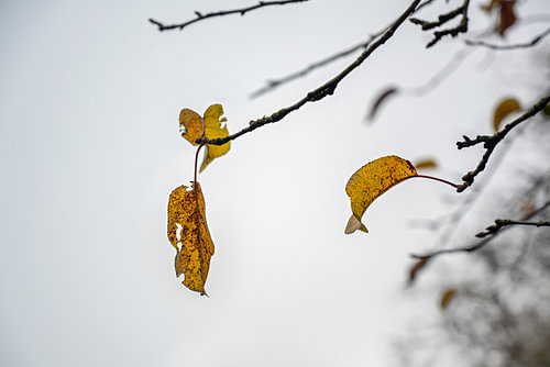 Letztes farbiges Herbstlaub auf kahlen Zweigen vor grauem Winterhimmel, Wabi-Sabi-Konzept für die Ve