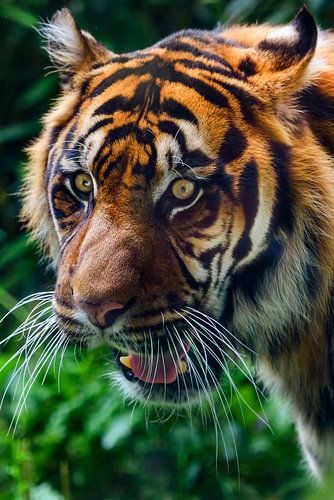 Nahaufnahme eines Sumatra-Tigers im Dschungel