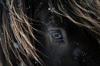 Paard De kracht van een IJslander in sneeuw
