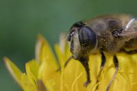 Busy Bee