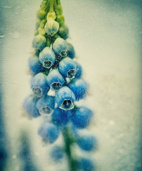 Blue Mist by Color Square
