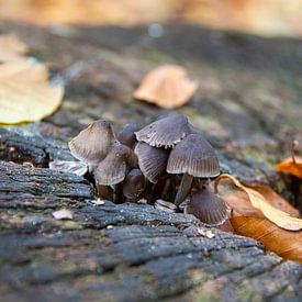 Autumnal by Roland de Zeeuw fotografie