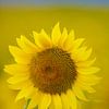 Veld vol zonnebloemen in de Auvergne in Frankrijk van Kneeke .com