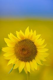 Sonnenblumenfeld in der Auvergne in Frankreich von Kneeke .com