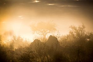 Glowing Mist sur Thomas Froemmel