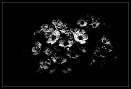 Blossom von ZEVNOV .