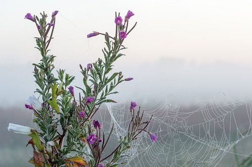 Morning bouquet