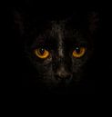 Black Cat, Yellow Eyes... van Marcel van der Stroom thumbnail