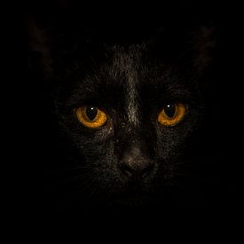 Black Cat, Yellow Eyes... sur Marcel van der Stroom