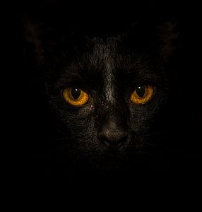 Black Cat, Yellow Eyes... van Marcel van der Stroom