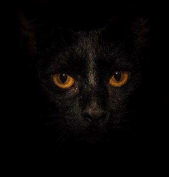 Black Cat, Yellow Eyes... sur Marcel van der Stroom
