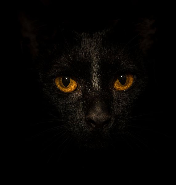 Black Cat, Yellow Eyes... par Marcel van der Stroom