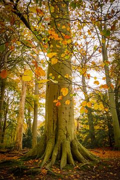 Traumwald in Wassenaar von Dirk van Egmond