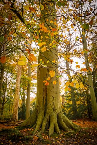Droombos in Wassenaar