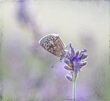 Schmetterling im Antik-Look von natascha verbij