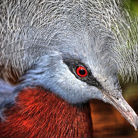 Victoria kroonduif in Walsrode van JacArt Prints