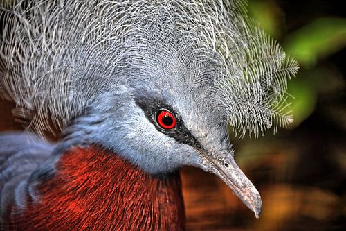 Victoria kroonduif in Walsrode