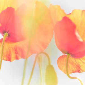 Coquelicots