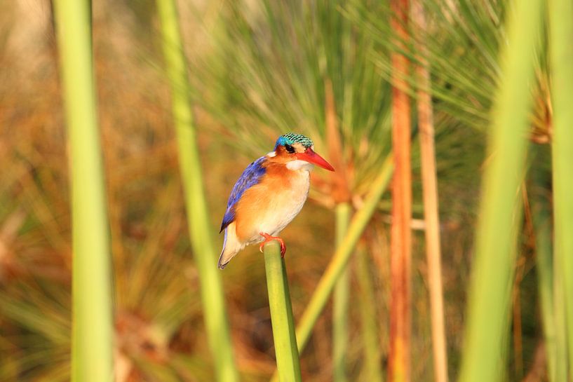 Bunte Eisvogel im Okavango-Delta in Botswana, Afrika von Phillipson Photography