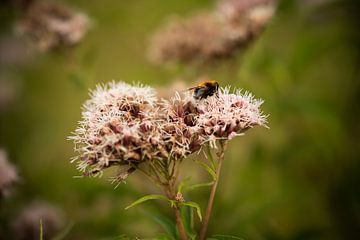 Busy Bee by Mariette Kranenburg