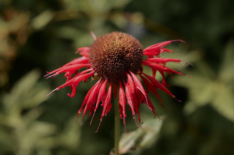 Bergamot herb by True Color Stories