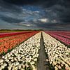 Dutch Tulips van Erik Bilstra