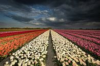 Dutch Tulips van Erik Bilstra thumbnail
