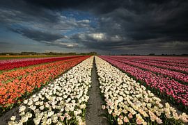 Dutch Tulips van Erik Bilstra