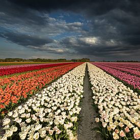 Dutch Tulips von Erik Bilstra