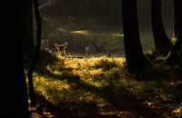 Un cerf dans la forêt sous un très beau soleil.