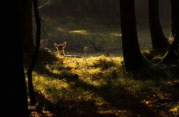 Een hert in het bos in heel mooi zonlicht. van Nicky Depypere