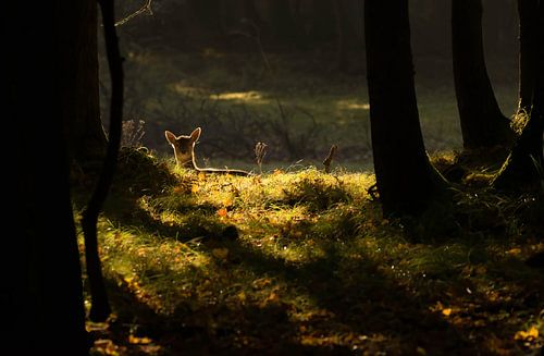 Een hert in het bos in heel mooi zonlicht.