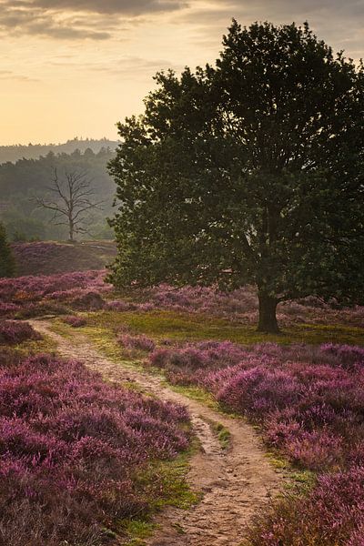 Heather in bloom on the Posbank, Netherlands by Dirk-Jan Steehouwer