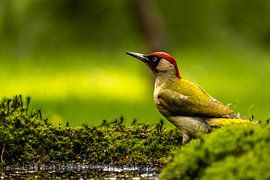 Green Woodpecker by Dirk Vandergucht