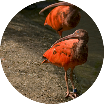 Rode Ibis : Ouwehands Dierenpark van Loek Lobel