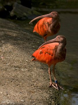 Roter Ibis : Tierpark der alten Hand von Loek Lobel