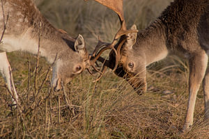 Ein junger Hirsch beim Training mit seinem Vater