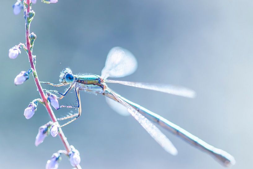 Colourful Nature - Nature photography 3 by Shanna van Mens Fotografie