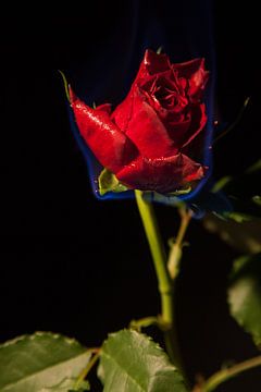 Een rode roos in brand