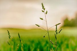 Gräser im Samen von Ronald De Neve