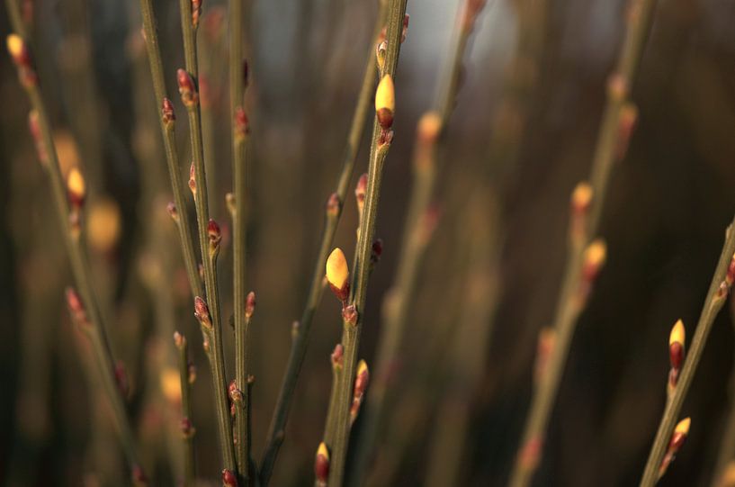 Lenteknopjes by Annemarie Winkelhagen