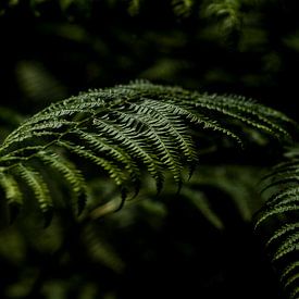 Alle Blätter sind grün | Grüner Farn von Linda Bouritius