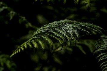 All the leafs are green | Green Fern by Linda Bouritius