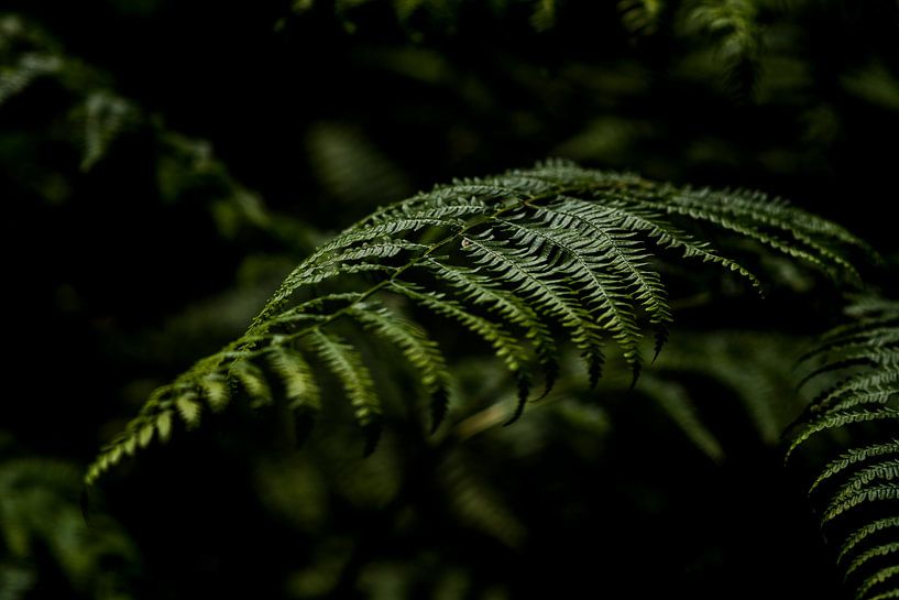 Toutes les feuilles sont vertes | Fougère verte par Linda Bouritius