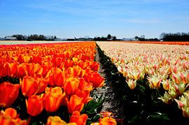 Endlose Tulpen von Frank's Awesome Travels